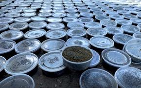 Продавцы черной икры в Волгоградской области получили сроки